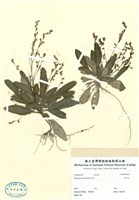 藏品(哈哼花)的圖片